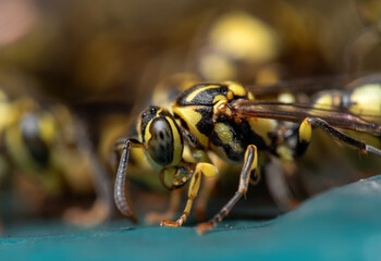 Macro Photo of Wasp on Turquoise Floor