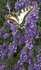 seltener Schwalbenschwanz auf lavendel nah