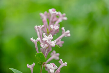 ドワーフライラックの花/ライラック・リラの花