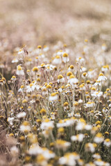Abstract natural background of wildflowers and daisies