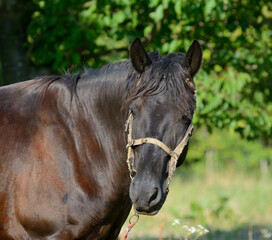 Horse on a pasture in bright weather