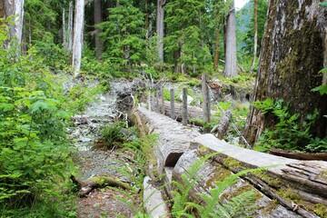 stream in the forest