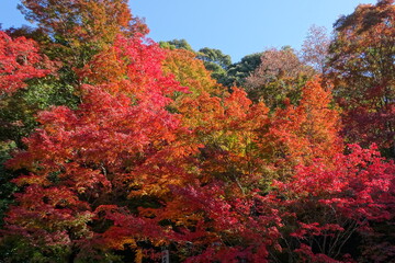 紅葉