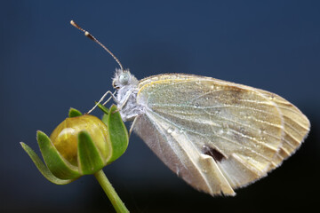 Pieris rapae on plant leaves in the wild