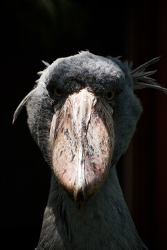 サイチョウ Images Browse 164 Stock Photos Vectors And Video Adobe Stock サイチョウ Images Browse 164 Stock Photos Vectors And Video Adobe Stock