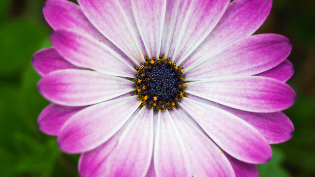 Close up Pink Cosmos Flower