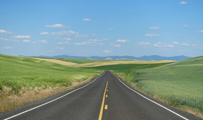 Road surrounded by wheat field in Washington state. 
