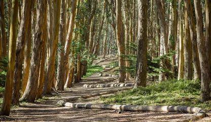 Fotobehang Beautiful trail in Presidio, San Francisco, CA © Frankie WO