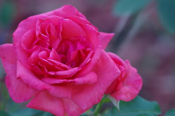 single pink rose