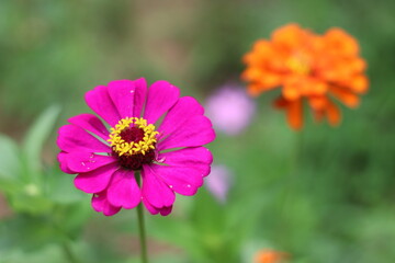 Obraz premium pink cosmos flower