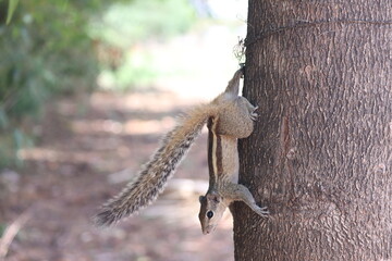 close up of a tree