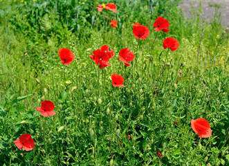 Fototapeta na wymiar Poppy flowers field. Rural landscape with red wildflowers