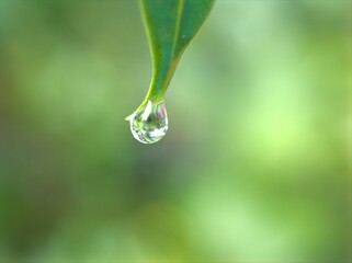 Closeup water droplets on green leaf of plant in nature with blurred background ,rain drops and macro image ,water drops on a green leaves , rain drops in forest for card design