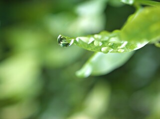 Closeup water droplets on green leaf of plant in nature with blurred background ,dew drops and macro image ,water drops on a green leaves , rain drops in forest for card design