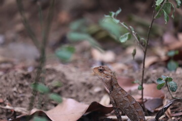 lizard on the tree