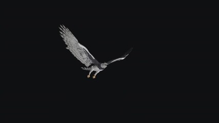 American Harpy Eagle or Royal Hawk bird of prey flying  in cycle.  Front side angle view. Transparent loop.