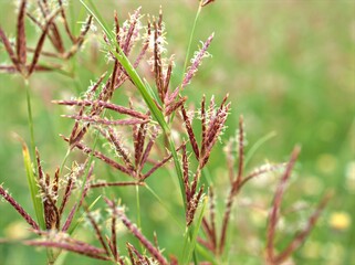 Closeup Andropogon plant of weed (grass family )with green blurred background ,grass field ,sweet color for card design ,red wild flowers on yellow background