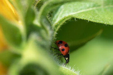 ひまわりの葉の裏を歩くてんとう虫