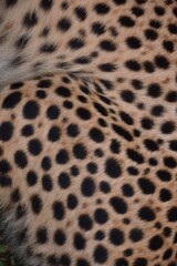 The thigh skin of the left side of the cheetah