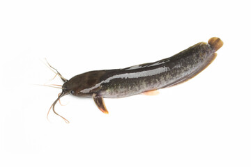 Fresh catfish isolated on a white background, Clarias.