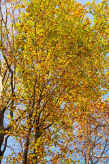 Fototapeta premium Autumn came and the leaves turned yellow
