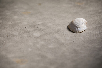 二枚貝の貝殻のある風景　光と影