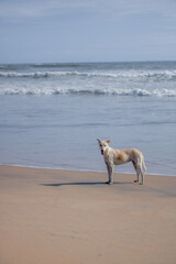 A stray dog walks on a beach.