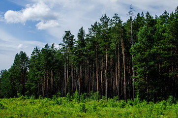 The forest edge. The edge of a pine forest. Wonderful summer weather. Ecology