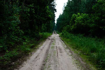 Dirt road through the green forest. The dirt road goes off into the distance