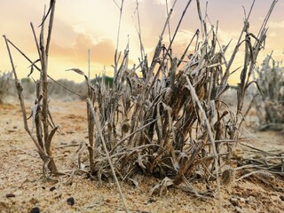 Fototapeta premium dry grass on the beach