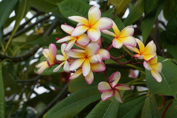 White and yellow flowers. Cambodia flower in the garden. Bali.