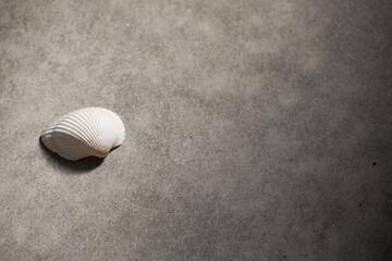 二枚貝の貝殻のある風景　光と影