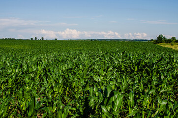 Fototapeta na wymiar Corn field and blue sky. Growing corn in the countryside
