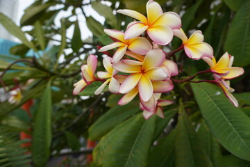 Fototapeta premium White and yellow flowers. Cambodia flower in the garden. Bali.