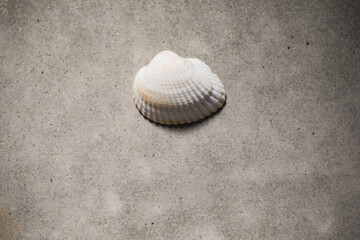 二枚貝の貝殻のある風景　光と影