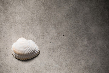 二枚貝の貝殻のある風景　光と影