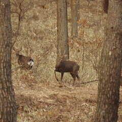 ホンシュウジカ