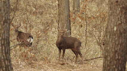 ホンシュウジカ