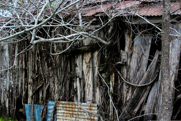 Old shed with branch 