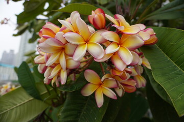 Obraz premium White and yellow flowers. Cambodia flower in the garden. Bali.