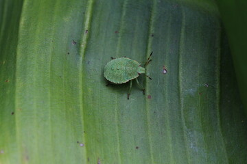 Obraz premium Grüne Stinkwanze - Palomena prasina auf Bananenblatt