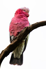 A Rose Breasted Cockatoo or Galah