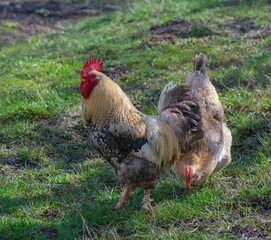 Rooster and chicken walk in nature