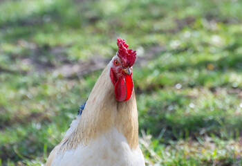 Portrait of a rural rooster on green grass