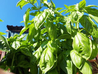 Obraz premium Bazylia pospolita, Italia.