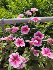 pink flowers in a garden