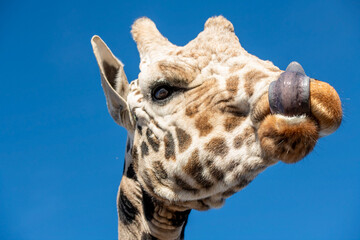 close up of giraffe head licking his lips