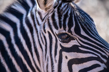 Fototapeta na wymiar zebra close up eye