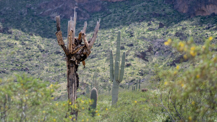 Dead saguaro still standing