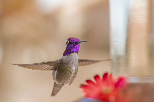 Anna's Humming Bird At Feeder